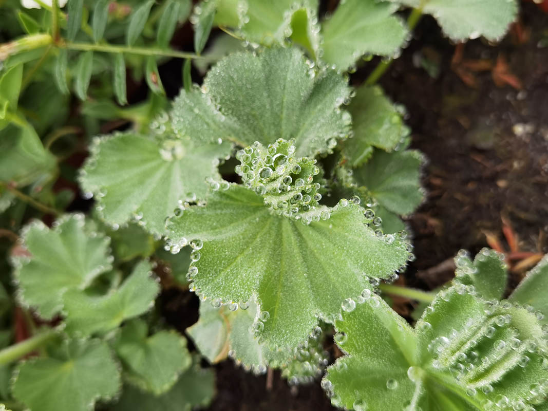 Alchemilla mollis